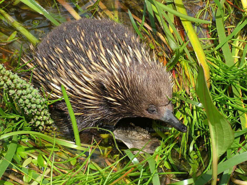 wetland animals and plants